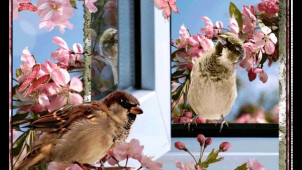 Добрый вечер с птичками