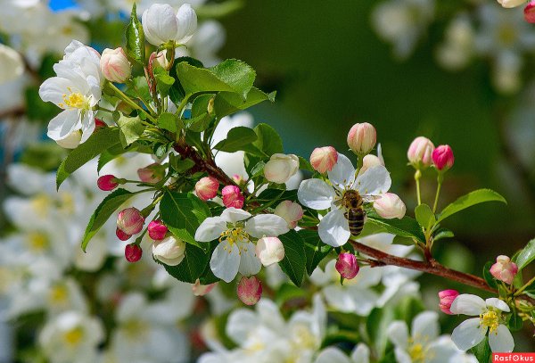Весна в разгаре