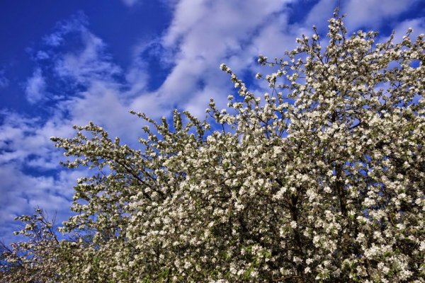 Весна в разгаре фото