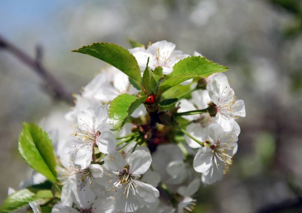 Весна в самом разгаре