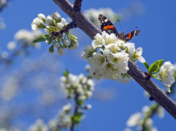 Весеннее обновление природы