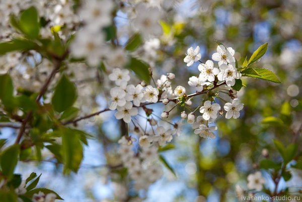 Май в средней полосе