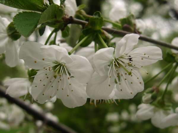 Птицы весной