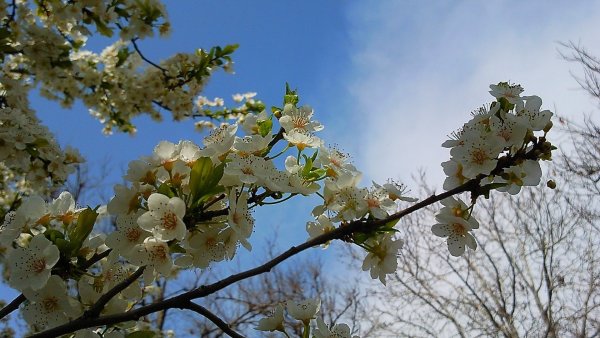 Апрель Весна в разгаре