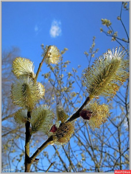 Весна цветение