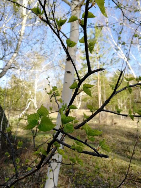 Наступила Весна