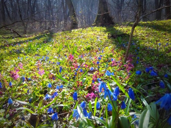 Весенний пейзаж