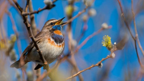Весенние певчие птицы