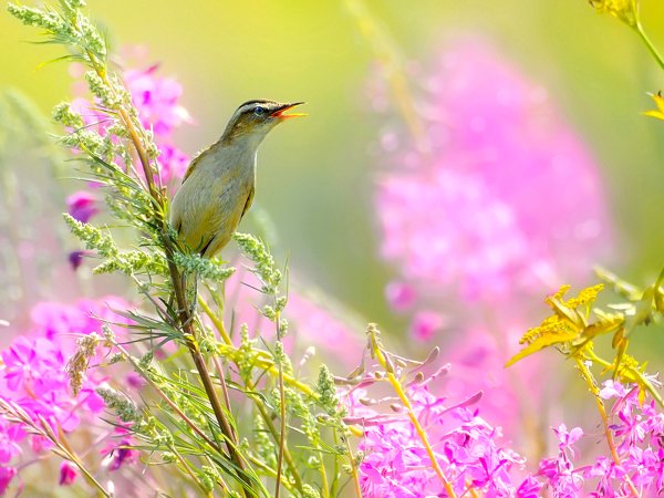 Природа поют птицы