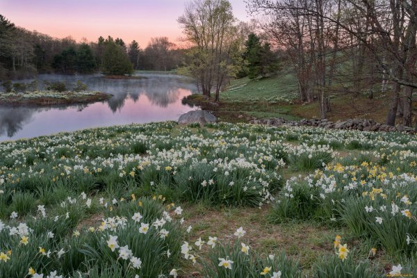Пролеска Цветущая Поляна