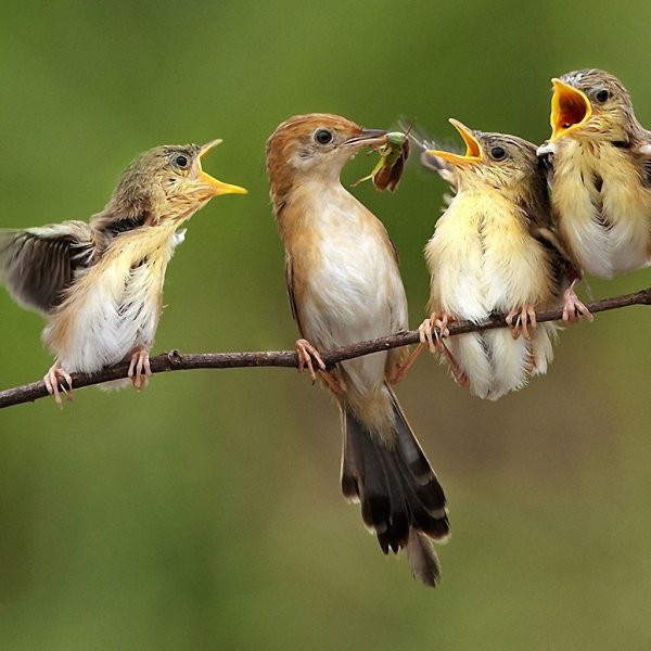 Природа птички