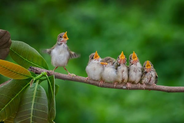 Природа птицы