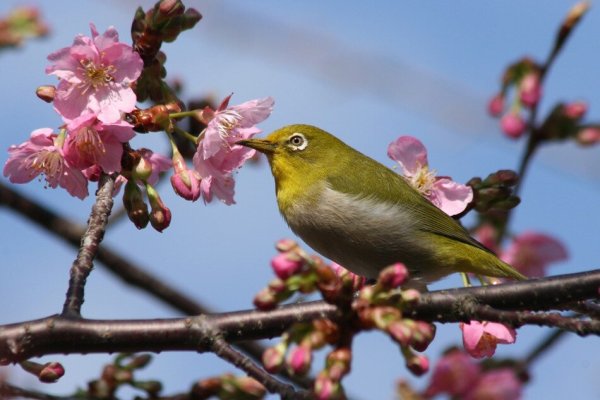 Птицы щебечут