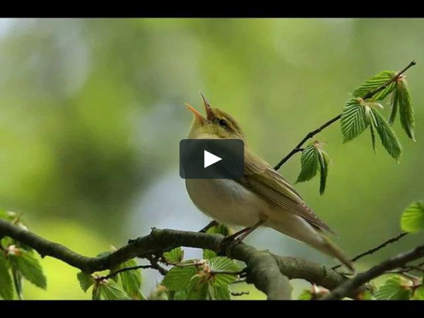 Птицы в яблоневом саду