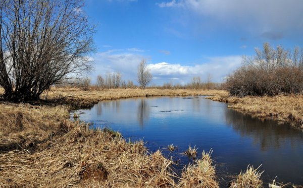 Весна природа оживает