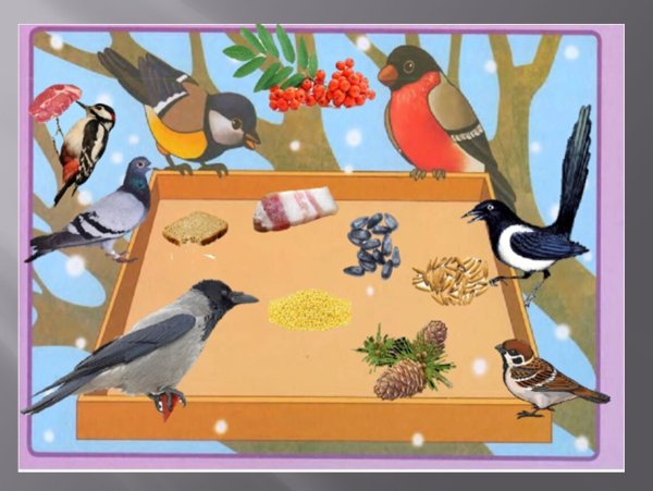 Птицы для детей средней группы