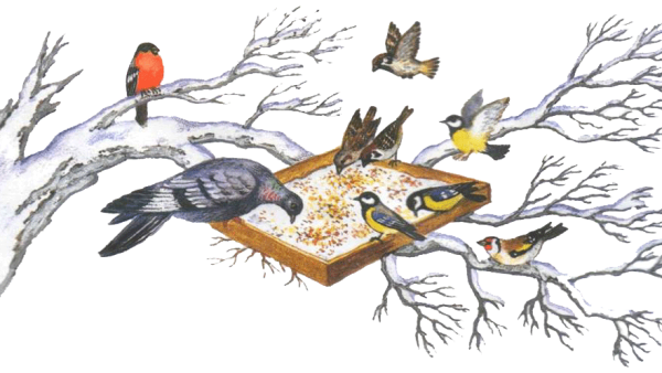 Зимующие птицы на кормушке на белом фоне