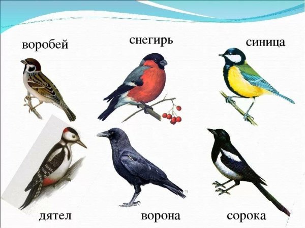 Синица сорока Воробей ворона Снегирь зимующие птицы