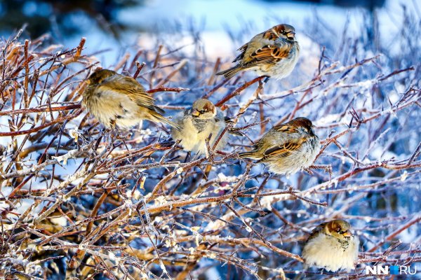 Воробей зимой