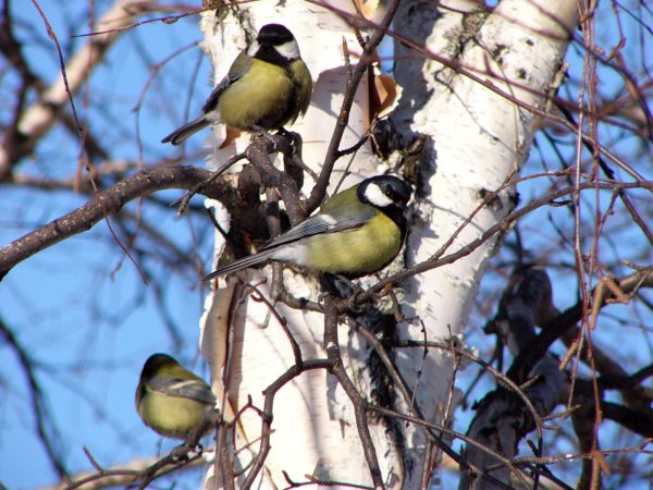 Синички на Березе
