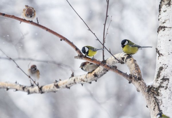 Синичка на ветке зимой