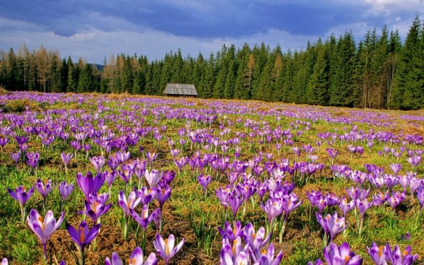 Татранские горы крокусы