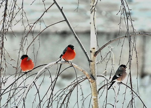 Снегири на Березе