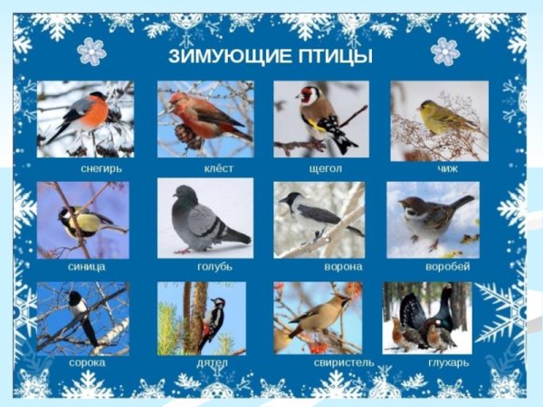 Лесные зимующие птицы