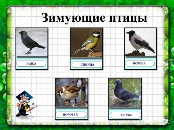 Зимующие птицы подготовительная группа