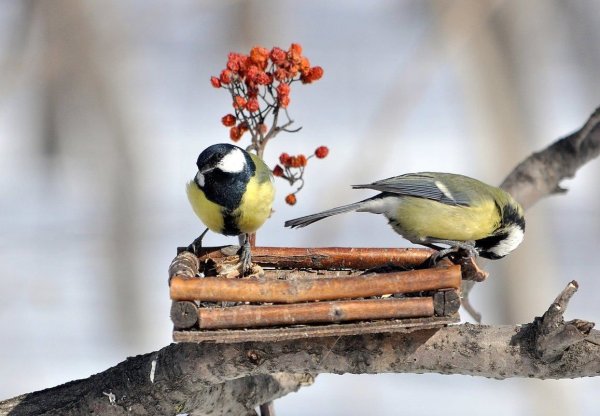 Кормушка "синичка"