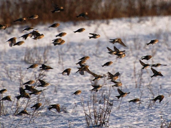 Стайные перелетные птицы