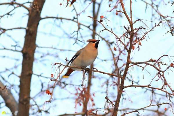 Свиристель Новосибирск