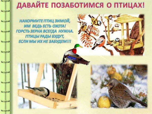 Покормите птиц зимой
