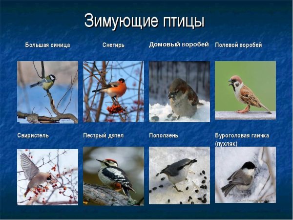 Зимующие и перелетные птицы Волгоградской области