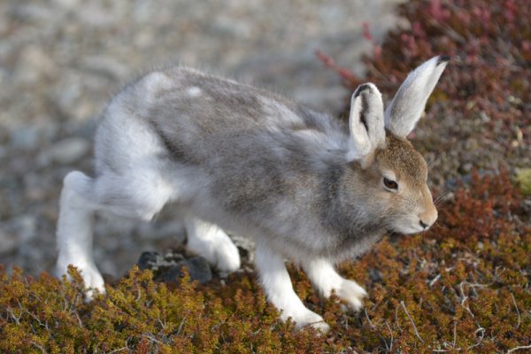 Окрас меха зайца беляка