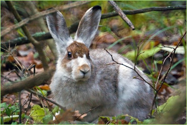 Кустарниковый заяц