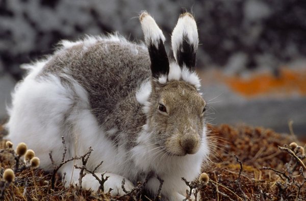 Заяц Беляк линька