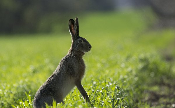 Заяц Русак Весна