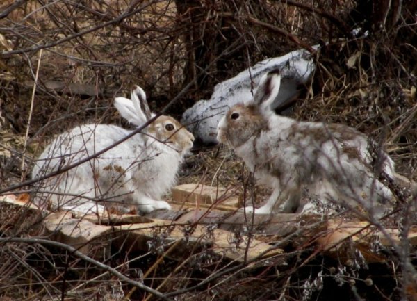 Заяц Беляк линька