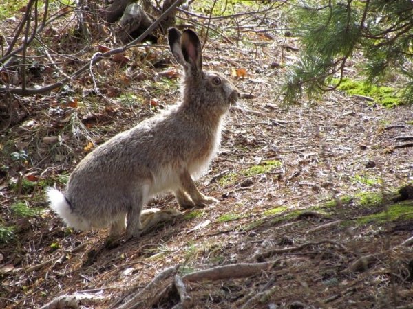 Заяц весной