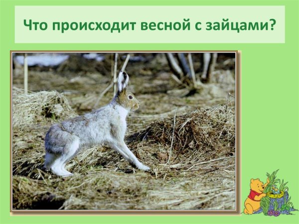 Заяц осенью линяет