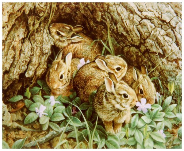 Зайчиха с зайчонком