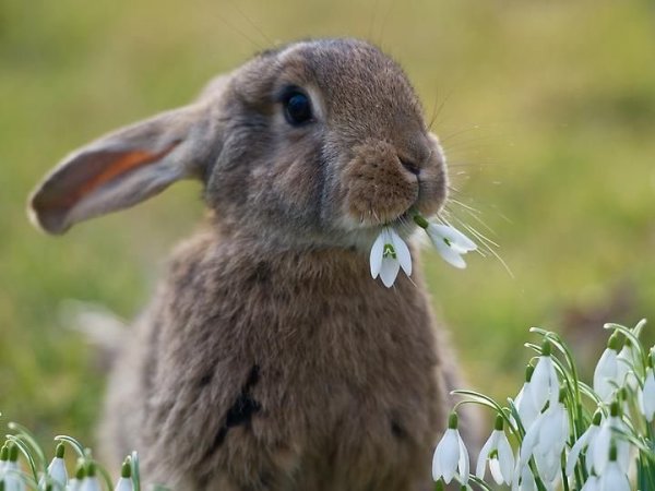 Kaninchen на немецком