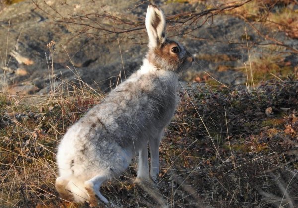 Заяц Беляк линька