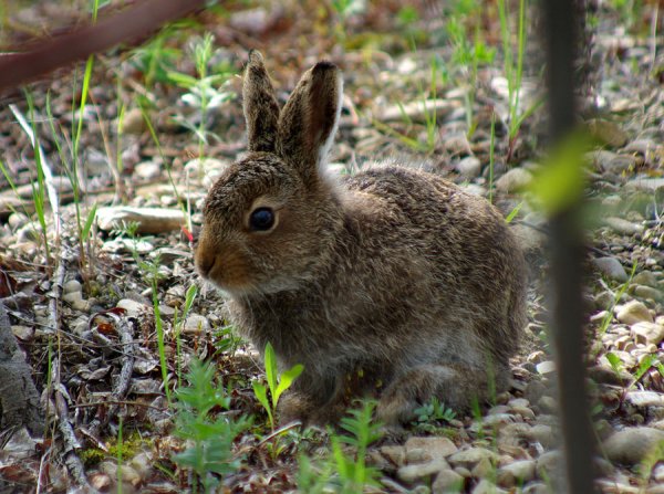 Дикие животные Пермского края