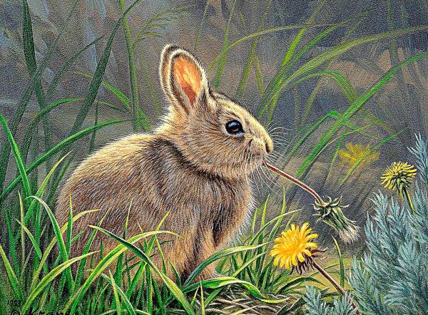 Заяц Беляк линька