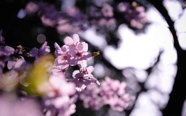 Сирень соцветие