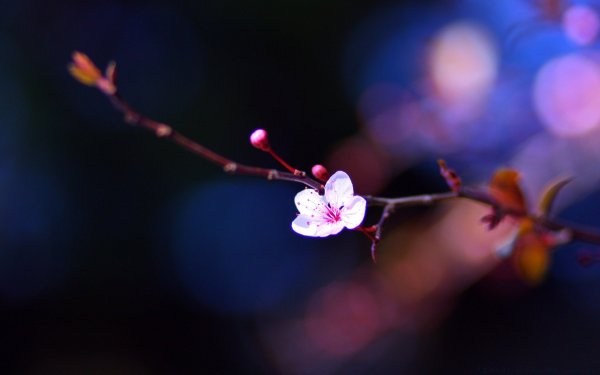 Фон для рабочего стола цветы