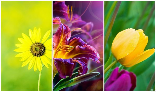 Сиреневые цветы