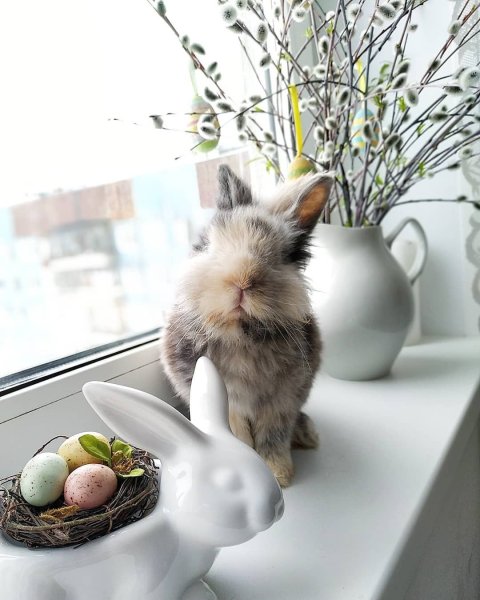 Букет цветов к завтраку